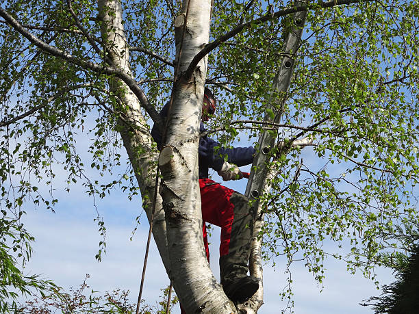 Best Tree and Shrub Care  in Garden Plain, KS