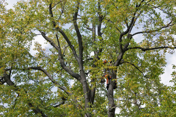 Best Storm Damage Tree Cleanup  in Garden Plain, KS